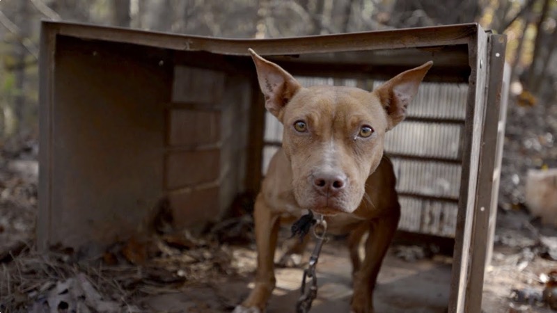 HSUS dogfighting rescue still