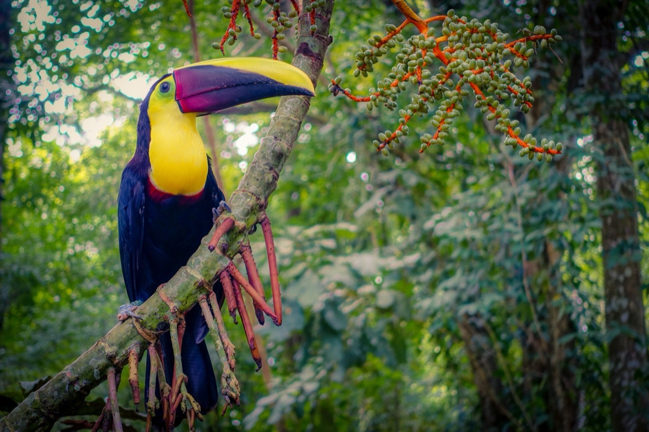 Wildlife photograph by Jonathan Rosenberry