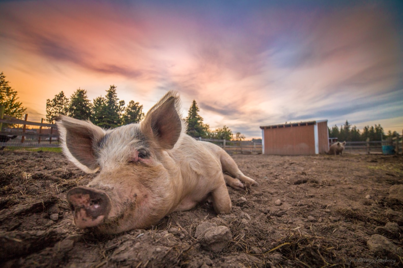 Sanctuary pig magazine-cover photograph by Jonathan Rosenberry